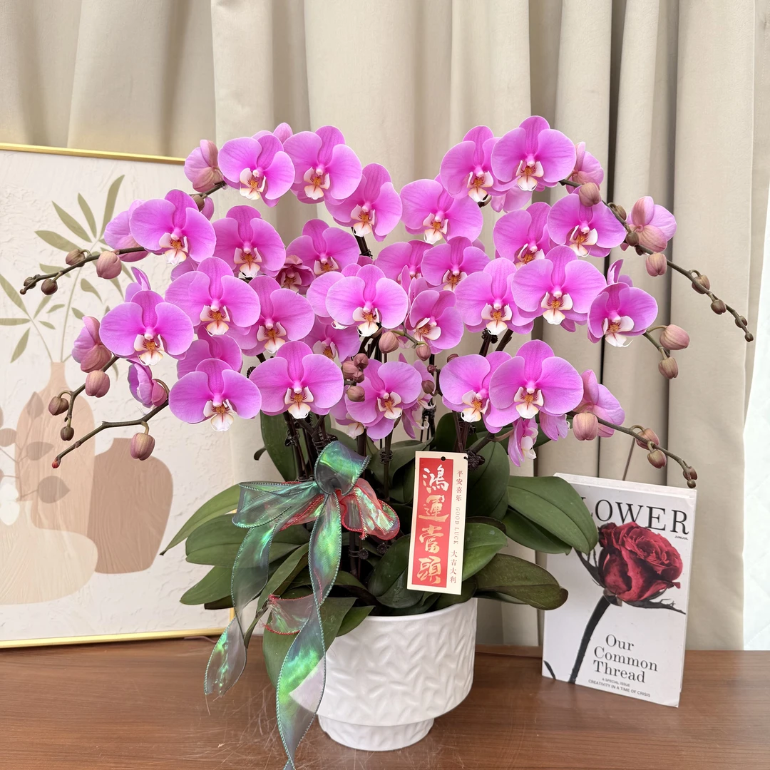 兰花坞蝴蝶蘭《安娜》中花型 粉紫色系 花中贵妃 经典名兰 好养耐开