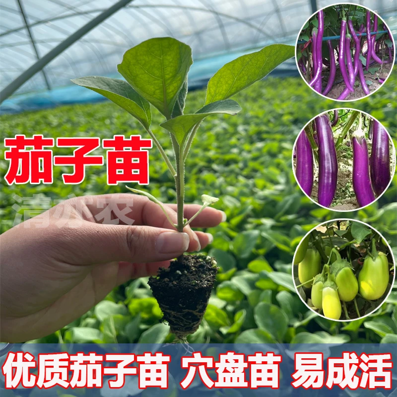高产茄子秧苗紫长茄子苗黑长茄苗杭茄苗紫圆茄苗青茄苗白茄苗盆栽