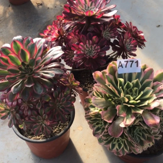 法师多肉植物法师771