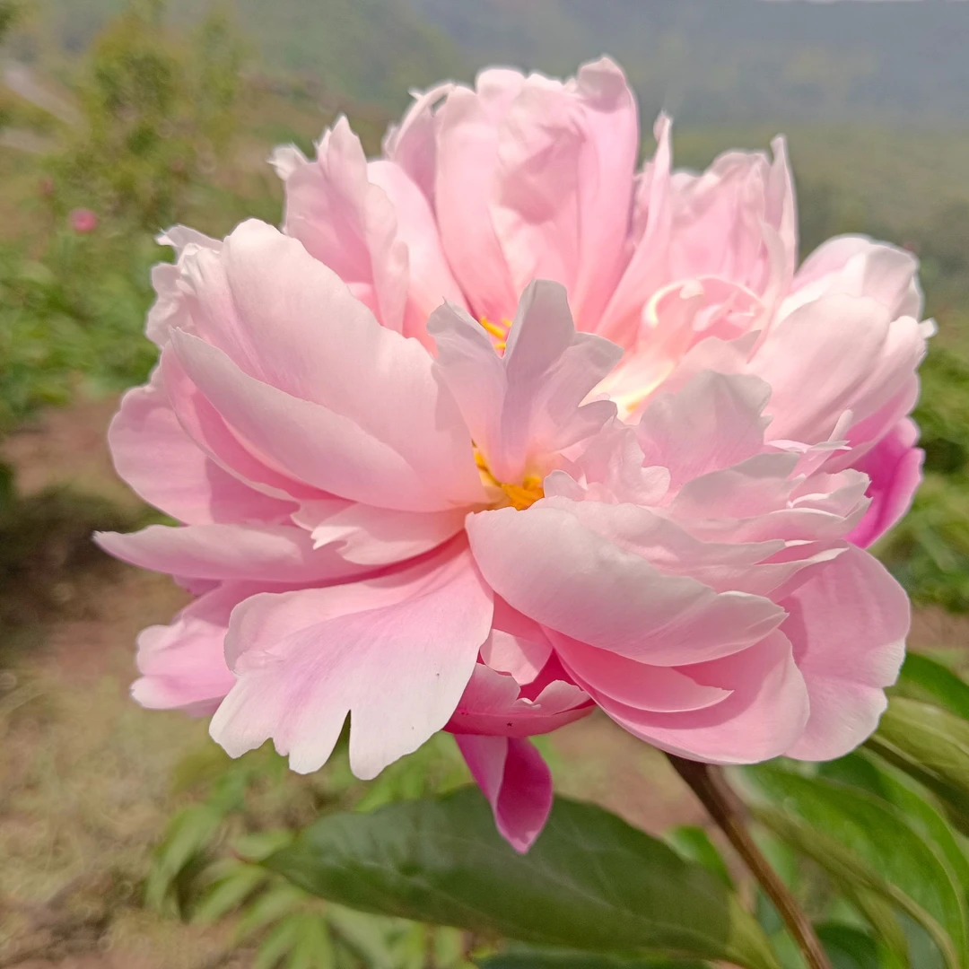 【顺丰包邮】垫江芍药鲜切花随机混色重瓣10支（仅重庆周边范围内拍）