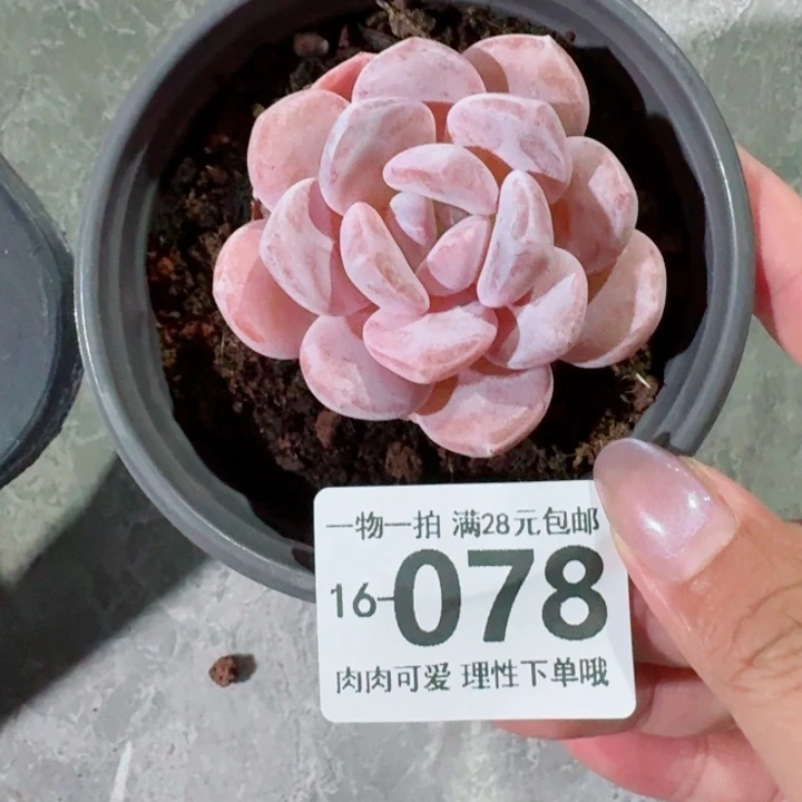 胖雪橙无盆土发货多肉多