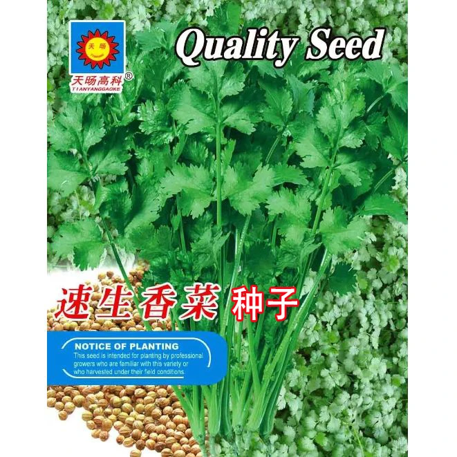 耐寒耐热香菜种子大叶芫荽阳台四季速生香菜种籽种籽农家蔬菜秋季