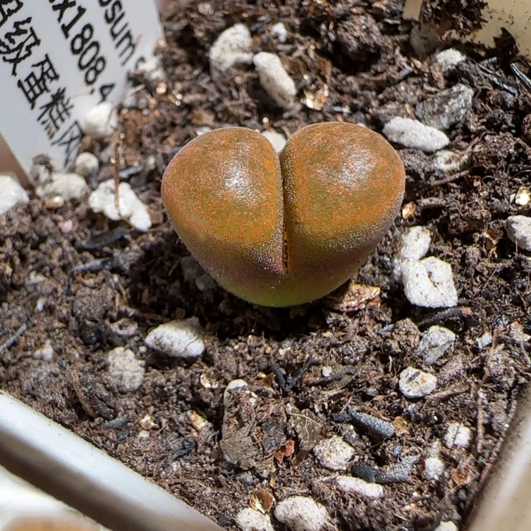 肉锥多肉植物组合-超级蛋糕865