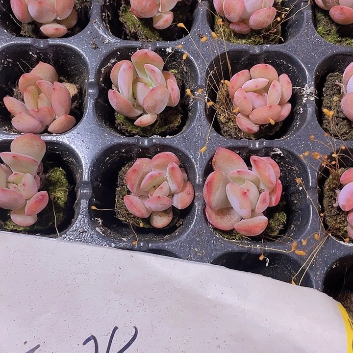 54精品格林粉2颗一组