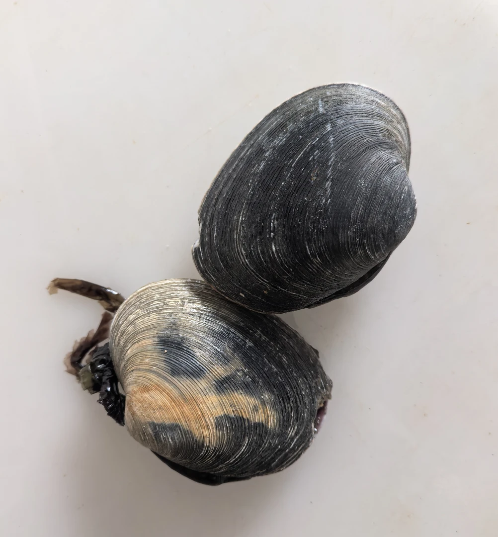 大连本地紫石房蛤（天鹅蛋）炒鸡蛋，包饺子，鲜发