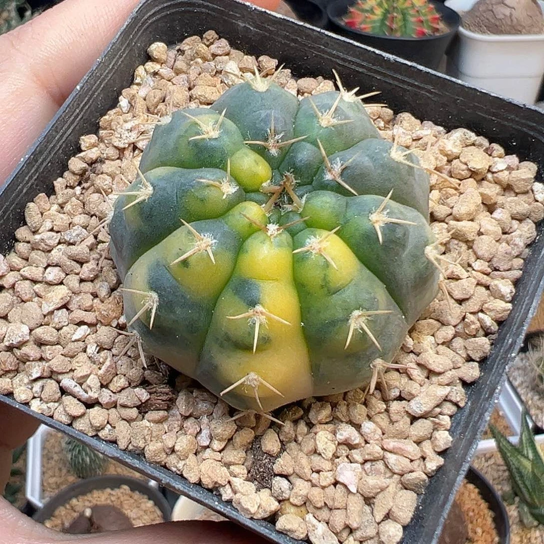 守殿玉锦18包邮非偏远