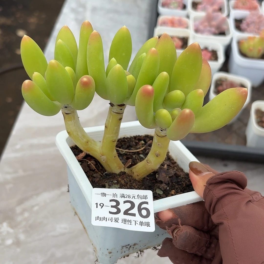 金蝉无盆土发货无