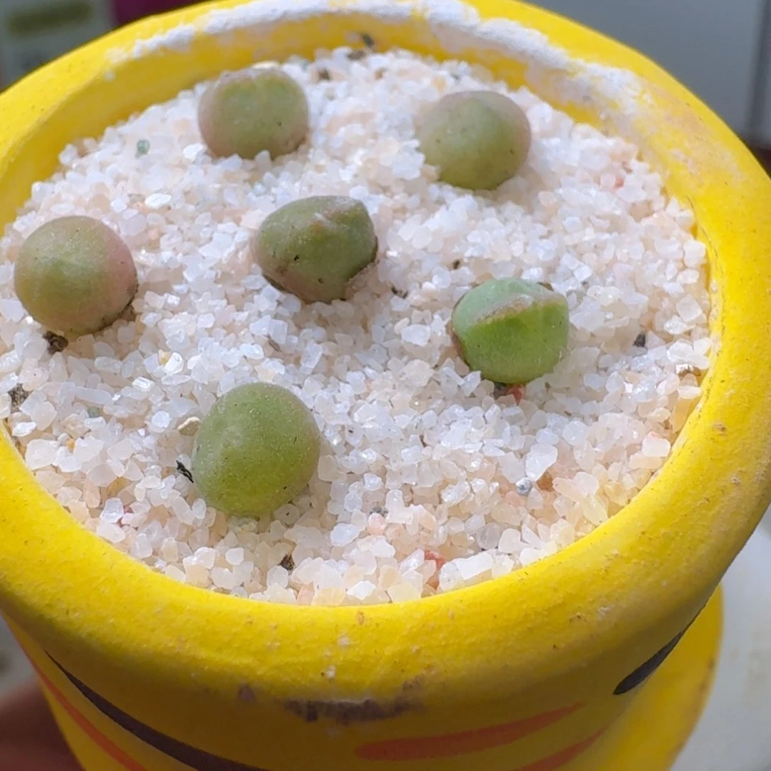 1007猫耳一颗一组