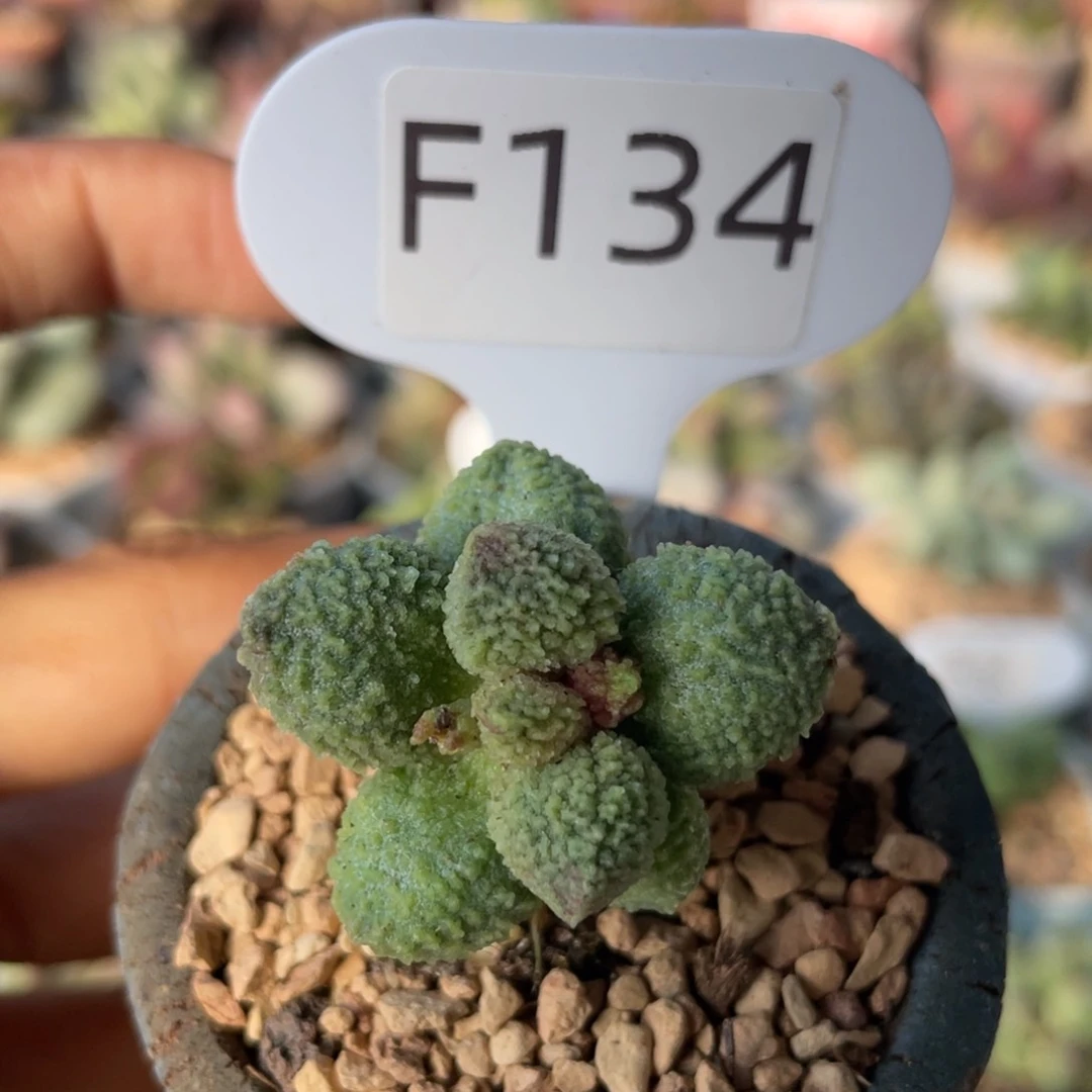 果****子    丸翠。 F134。