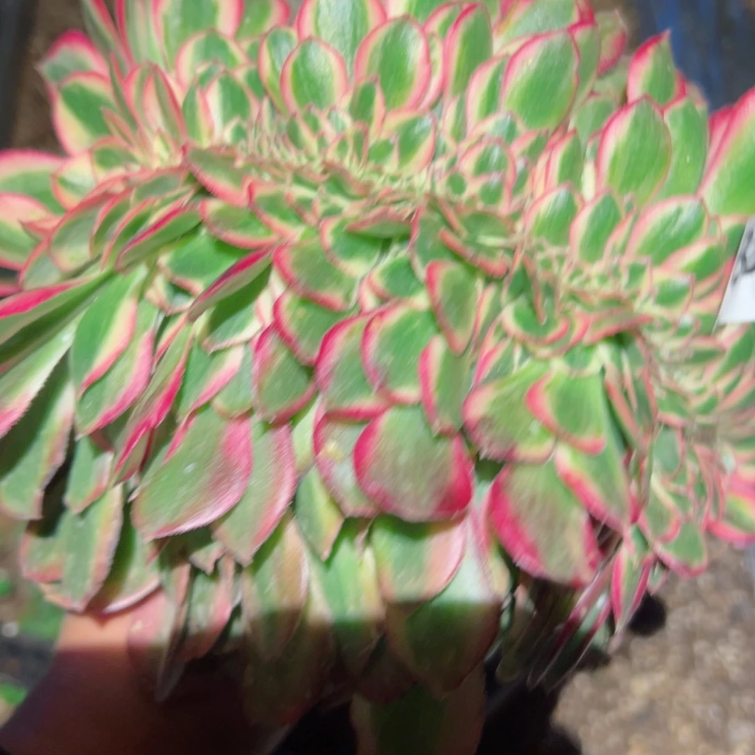 833 号多肉植物法师新年福利