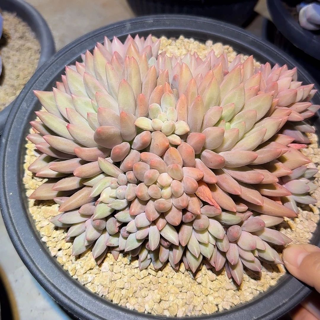 虞姬美人整无砍群生多肉