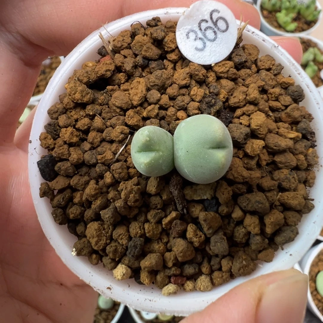 皮卡丘双头一颗脱土366000