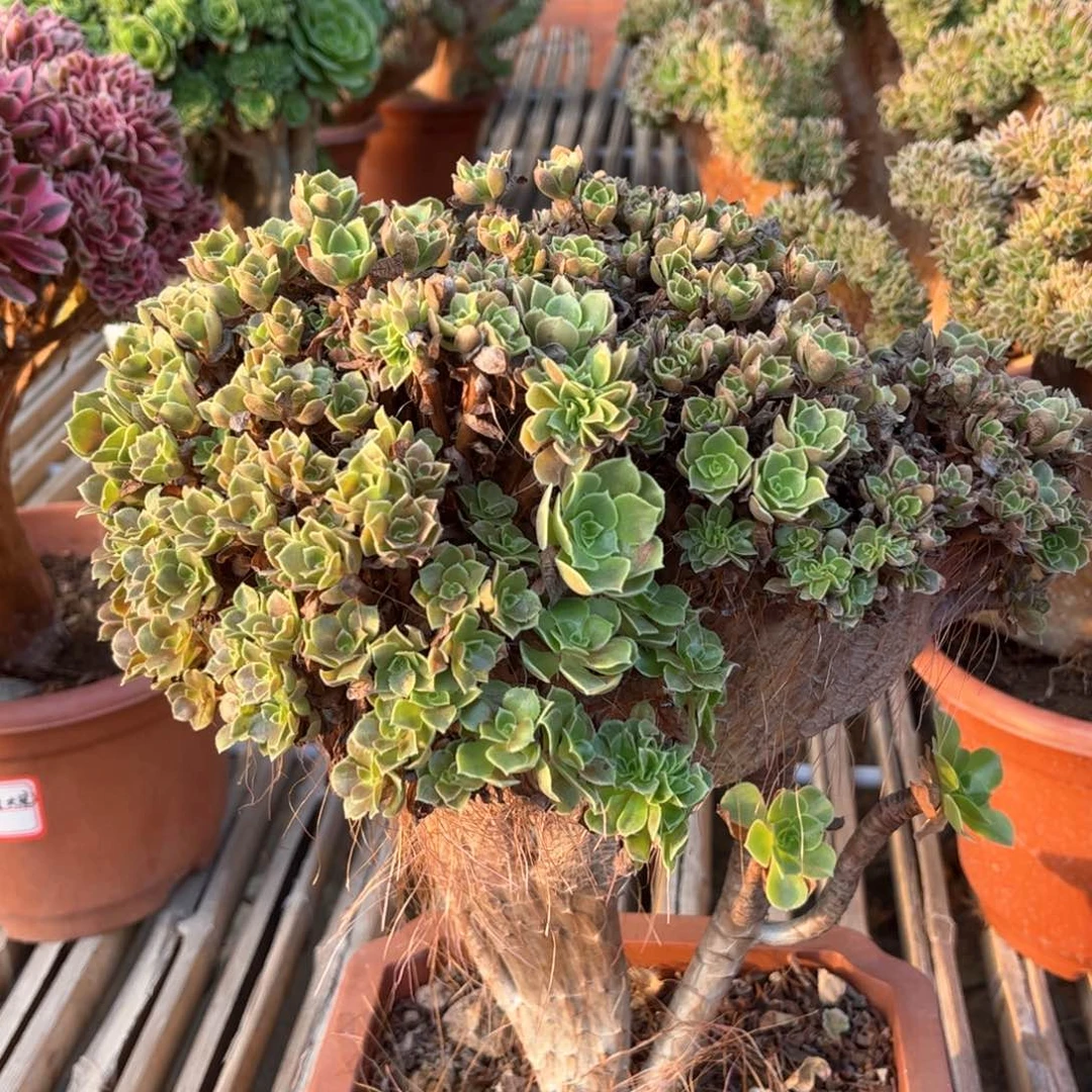 玫瑰全朵朵小精品