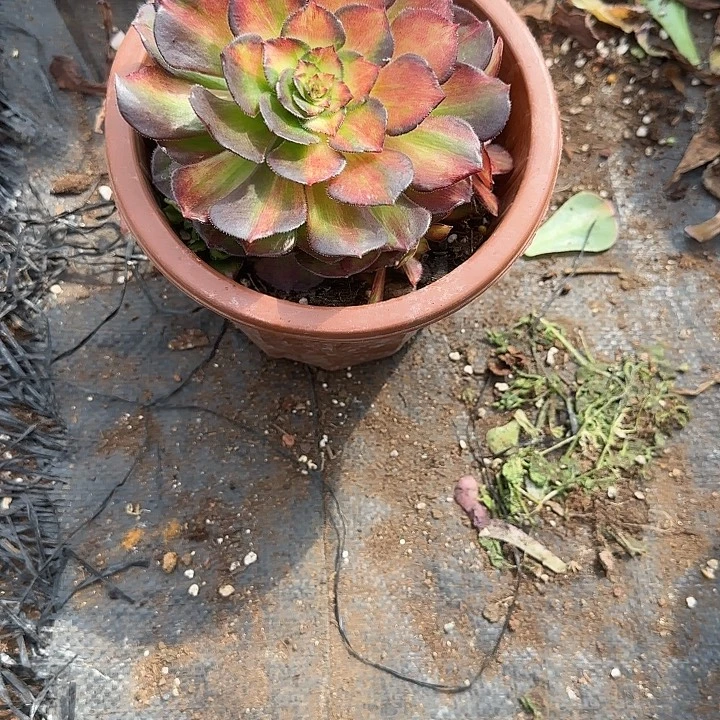 晴***海精品多肉植物0322