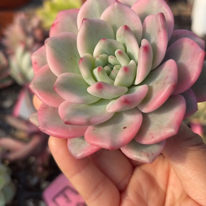 爱丽儿锦多肉植物满18包邮