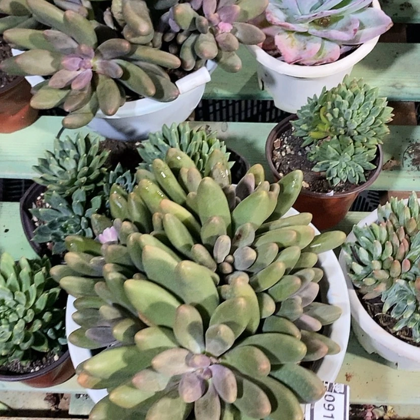 【闪购商品】糖果美人09103