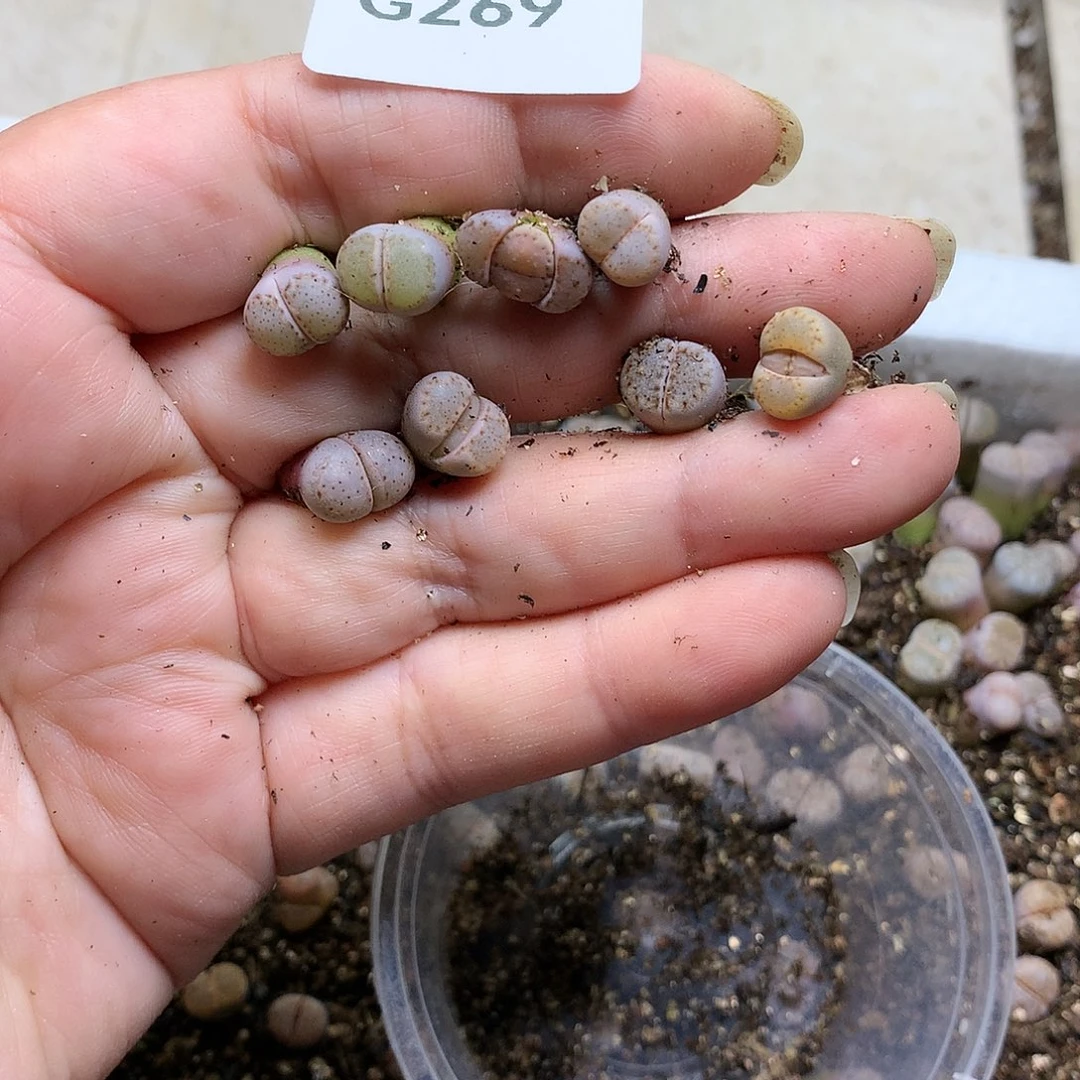 曦****曦G269多肉植物保护研究所