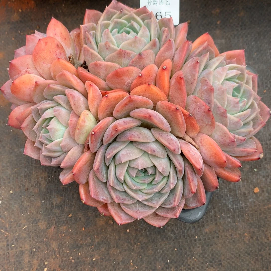 465杂交多肉老桩18冠