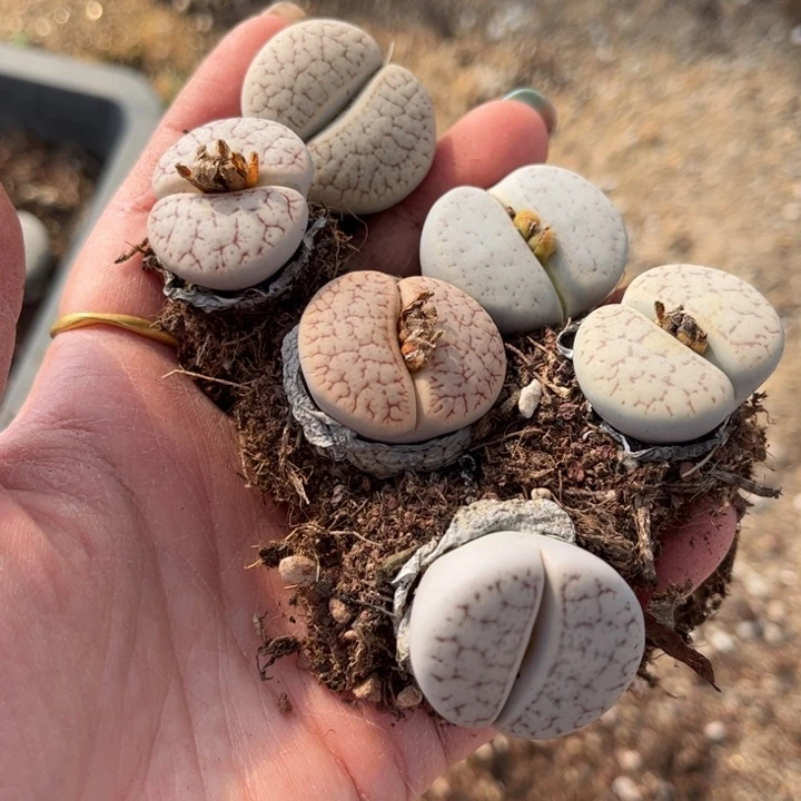 六颗曲88888888888