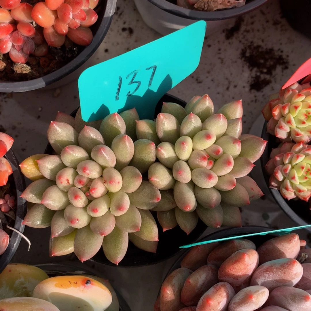 岩字72727273737373737