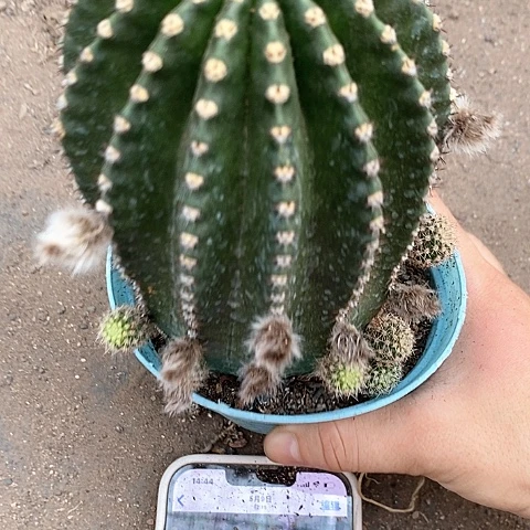 粉金刚仙人球357889
