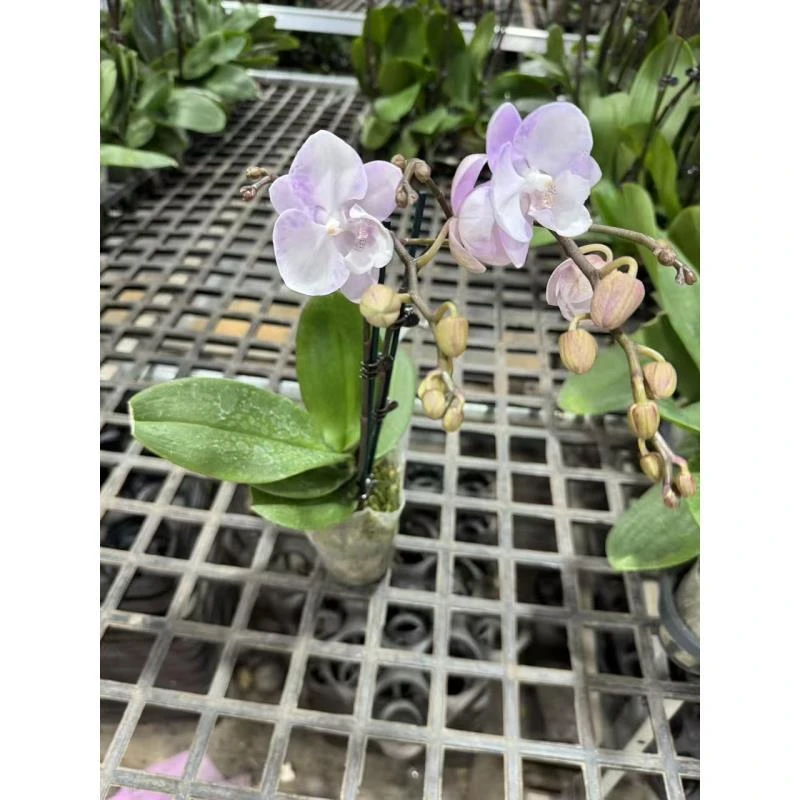蝴蝶兰【神仙妹妹】昆明直发