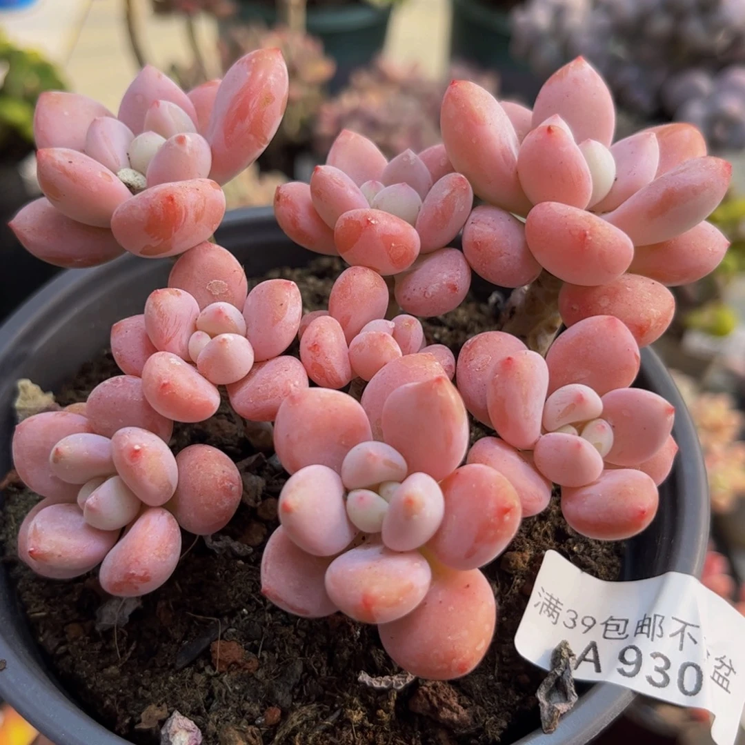 930樱花洛神8cm多肉植物