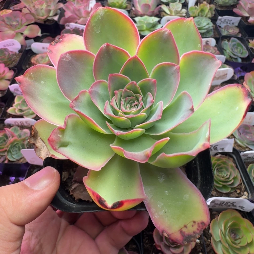 老桩-56-冠幅  10CM