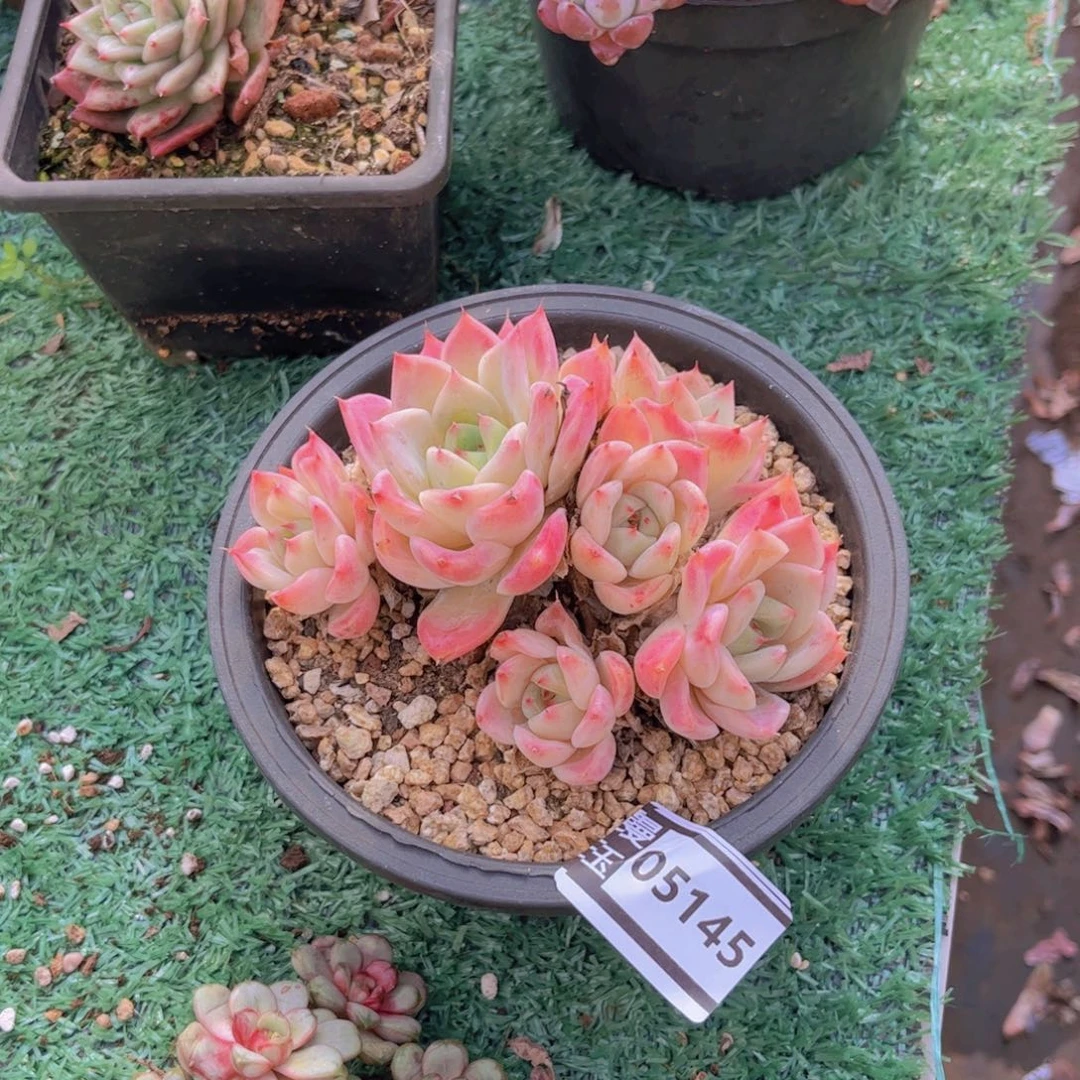 杂多肉植物哦05145