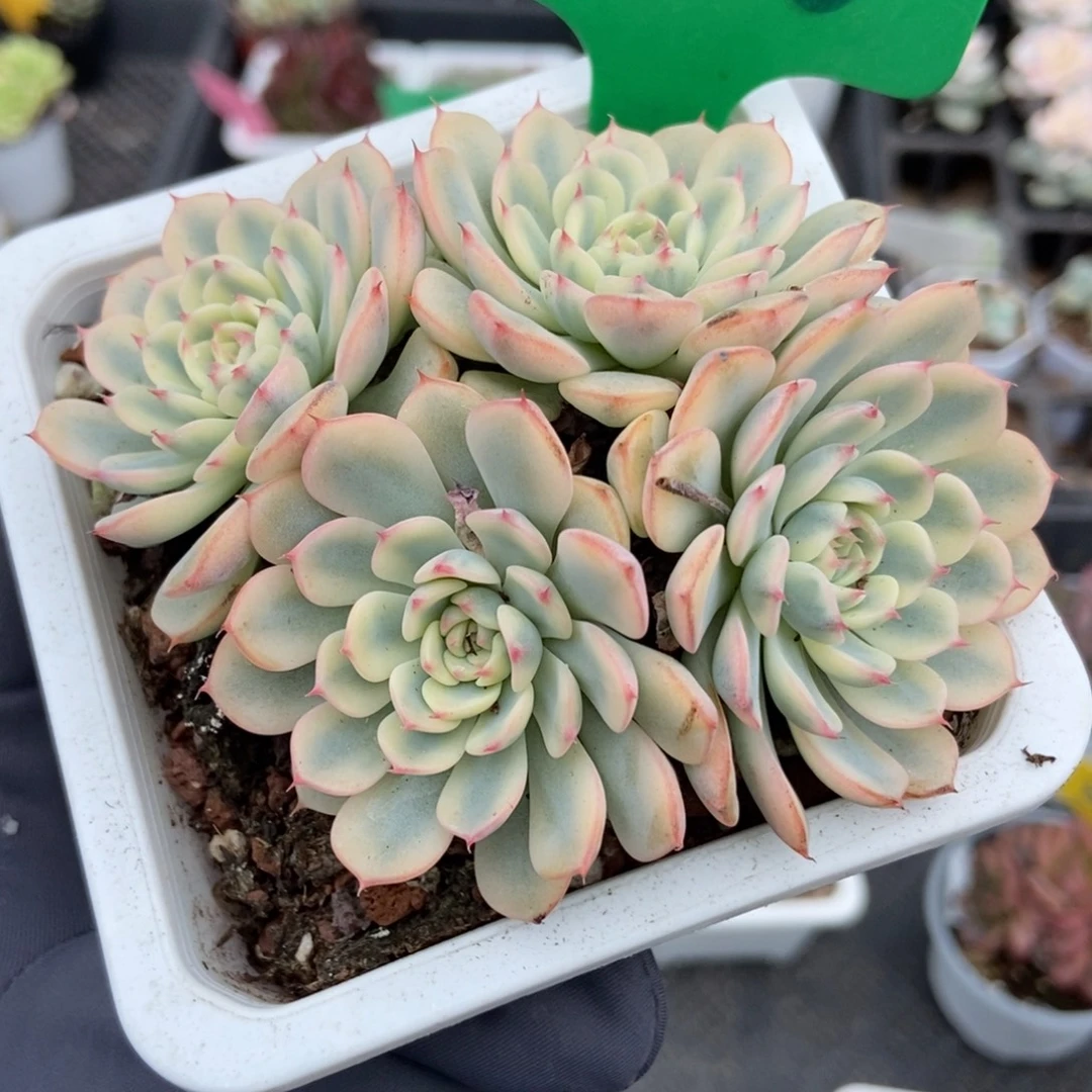 1666忌廉锦多肉植物