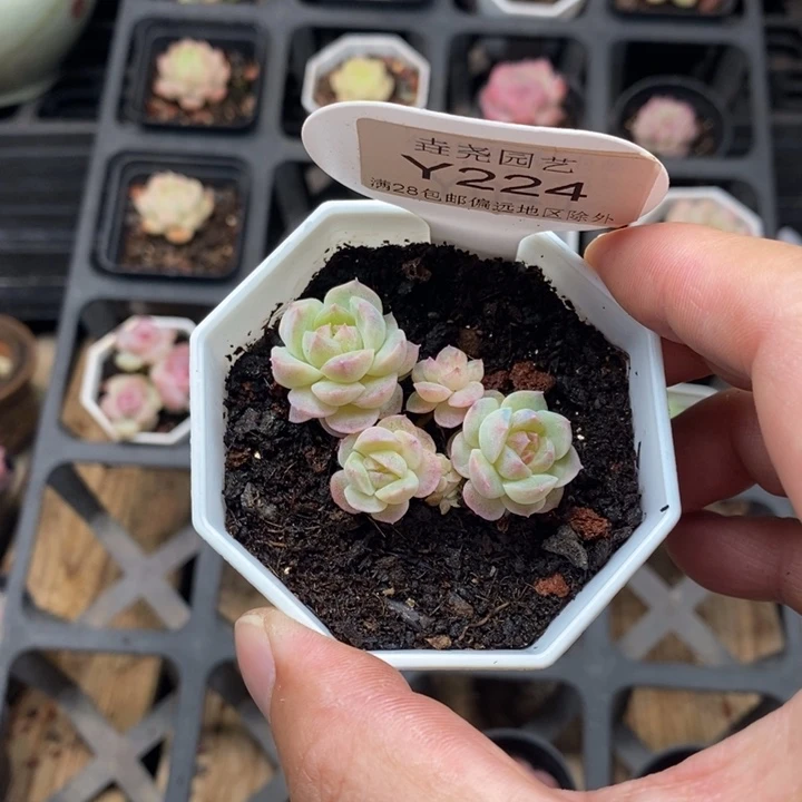 机**?l0224 古玉4头 4.5cm