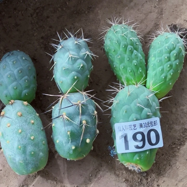 无花朵福利落地3个习190