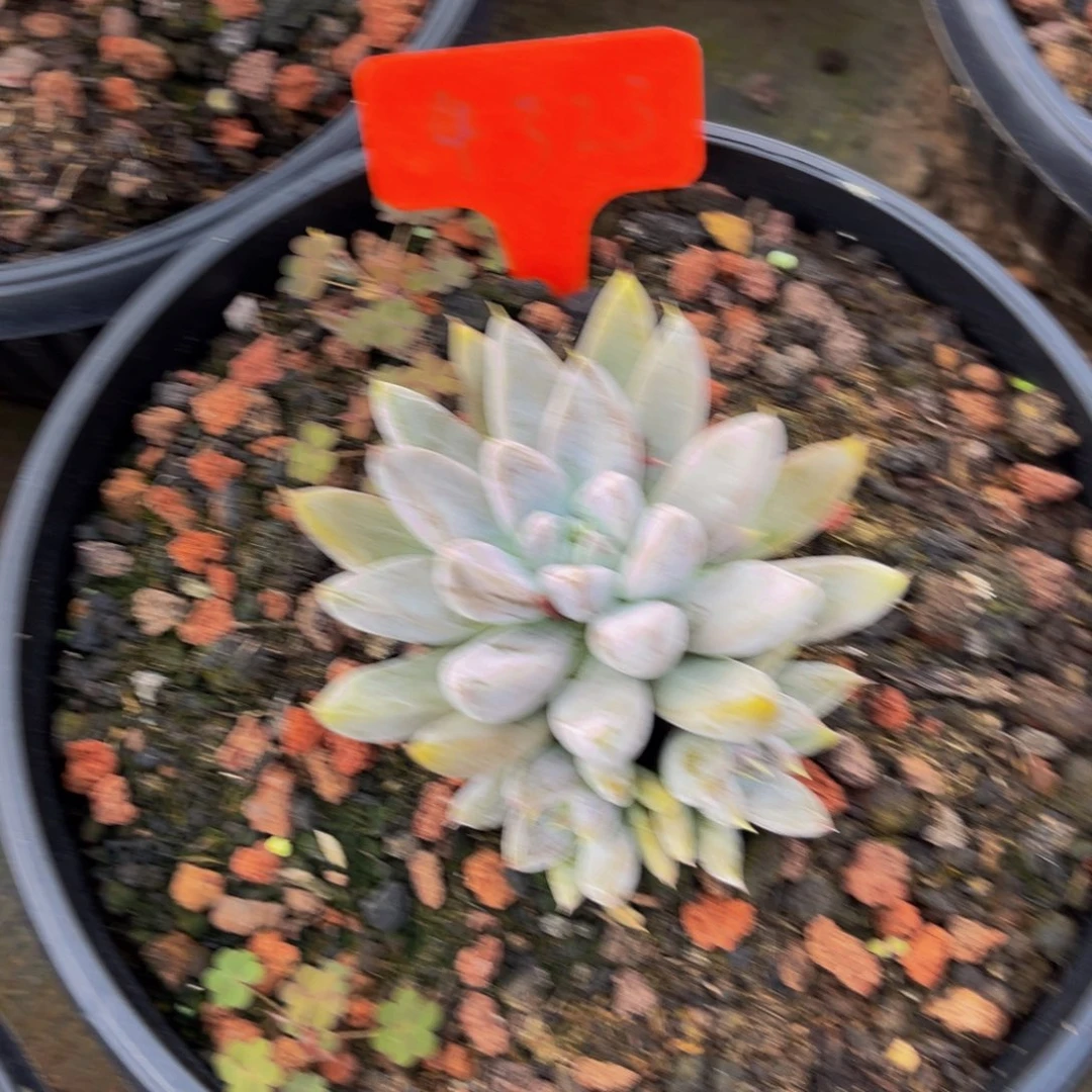 4323下午多肉植物群生
