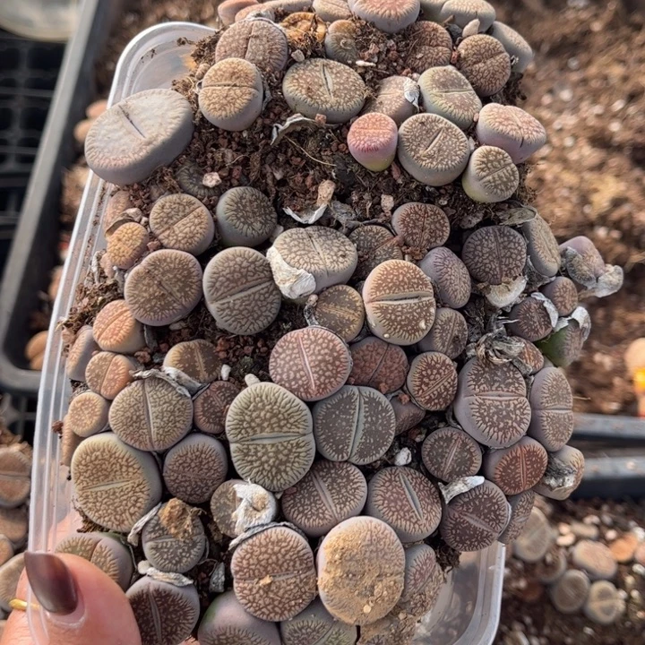 一盒流水日轮888888888