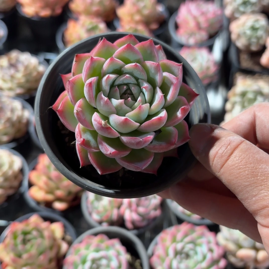 粉水晶多肉9㎝盆单头