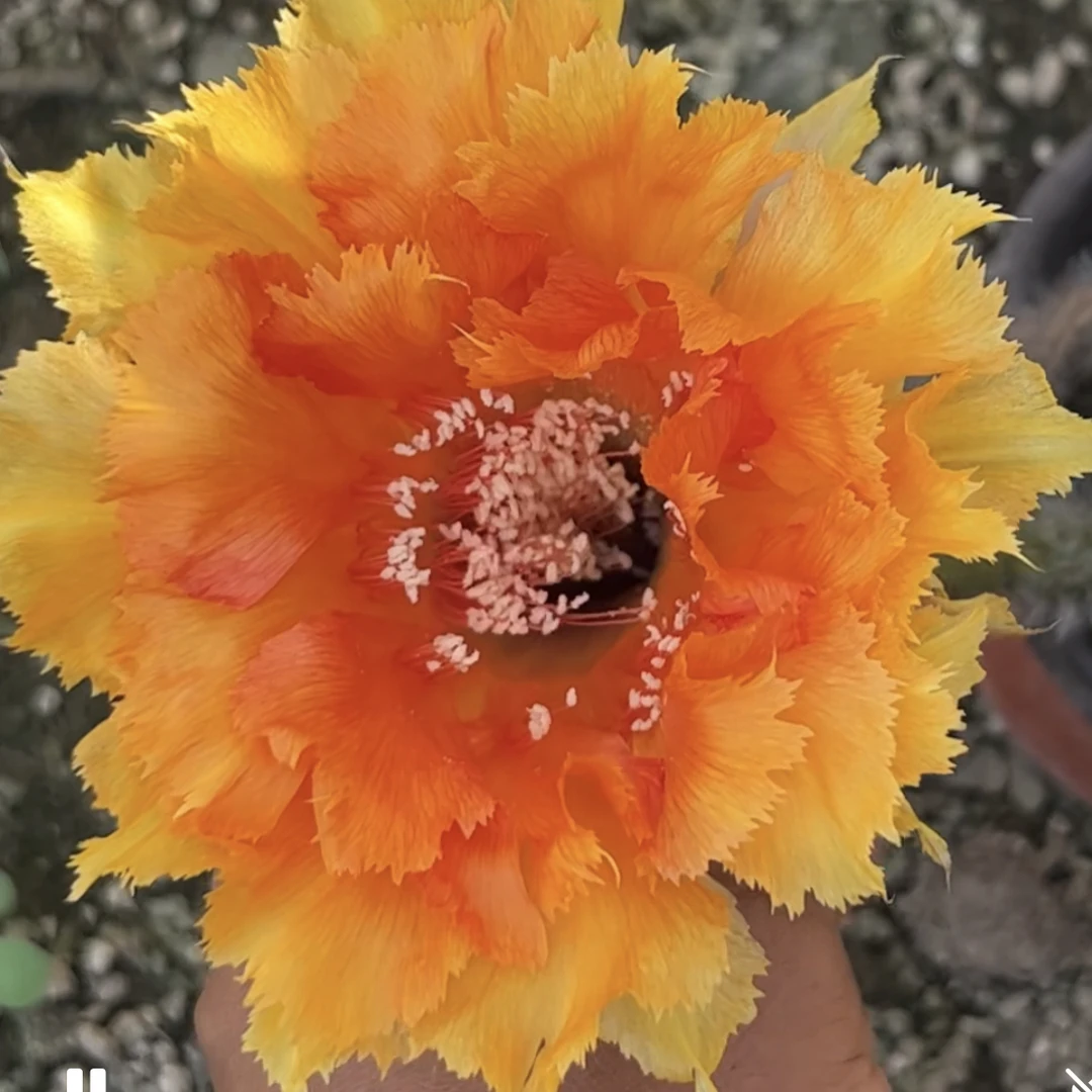 仙人球彩草歪G407