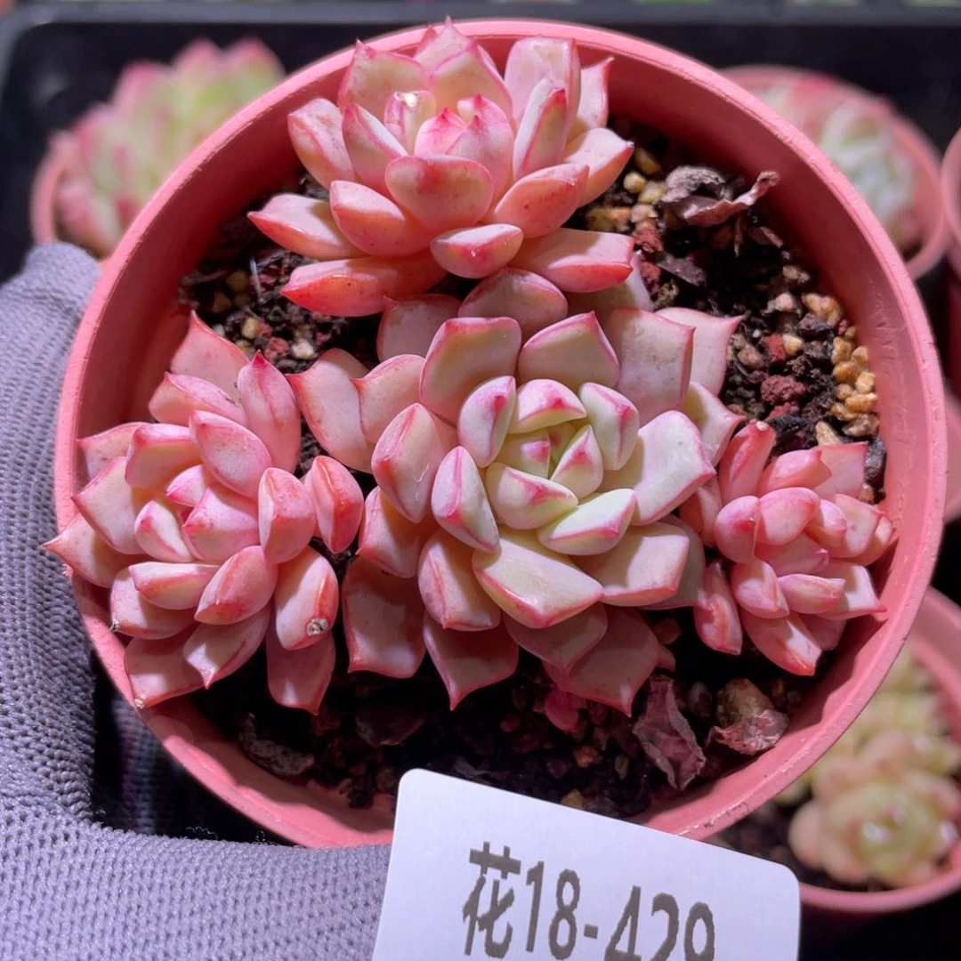 花利美18-429翡翠船