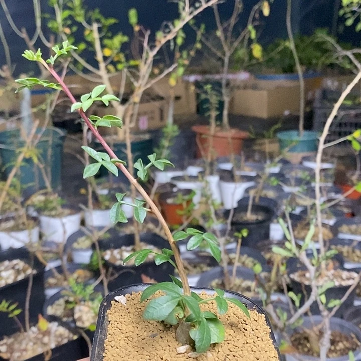 黃***樓羽叶没药带盆土发货