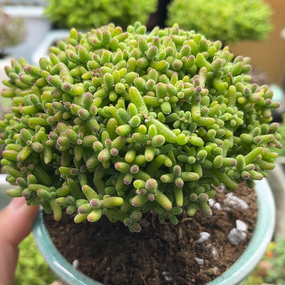 37蜜桔带盆优选枝干番杏