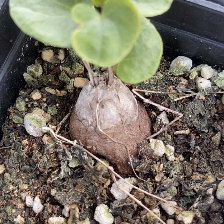 744象足龟一颗一颗