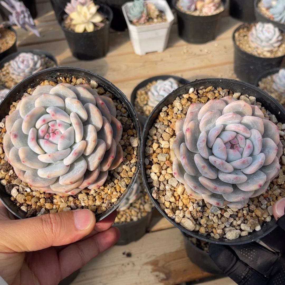 橙子锦两颗一物一拍