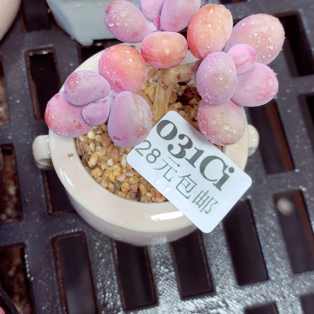 5厘米盆精控多肉031