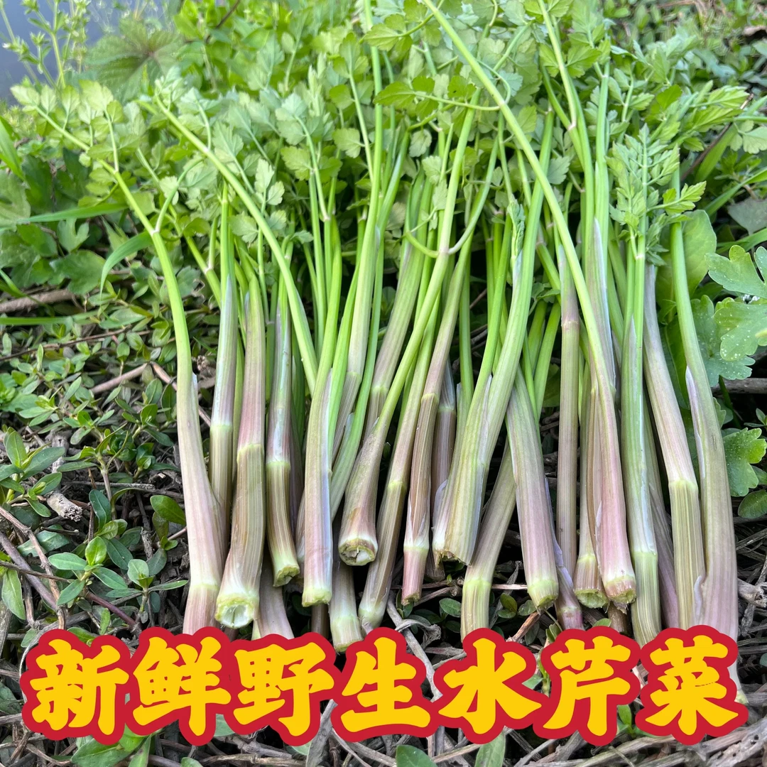 湖北农家新鲜水芹菜野芹菜野生河芹去叶去根净菜时令蔬菜小叶芹