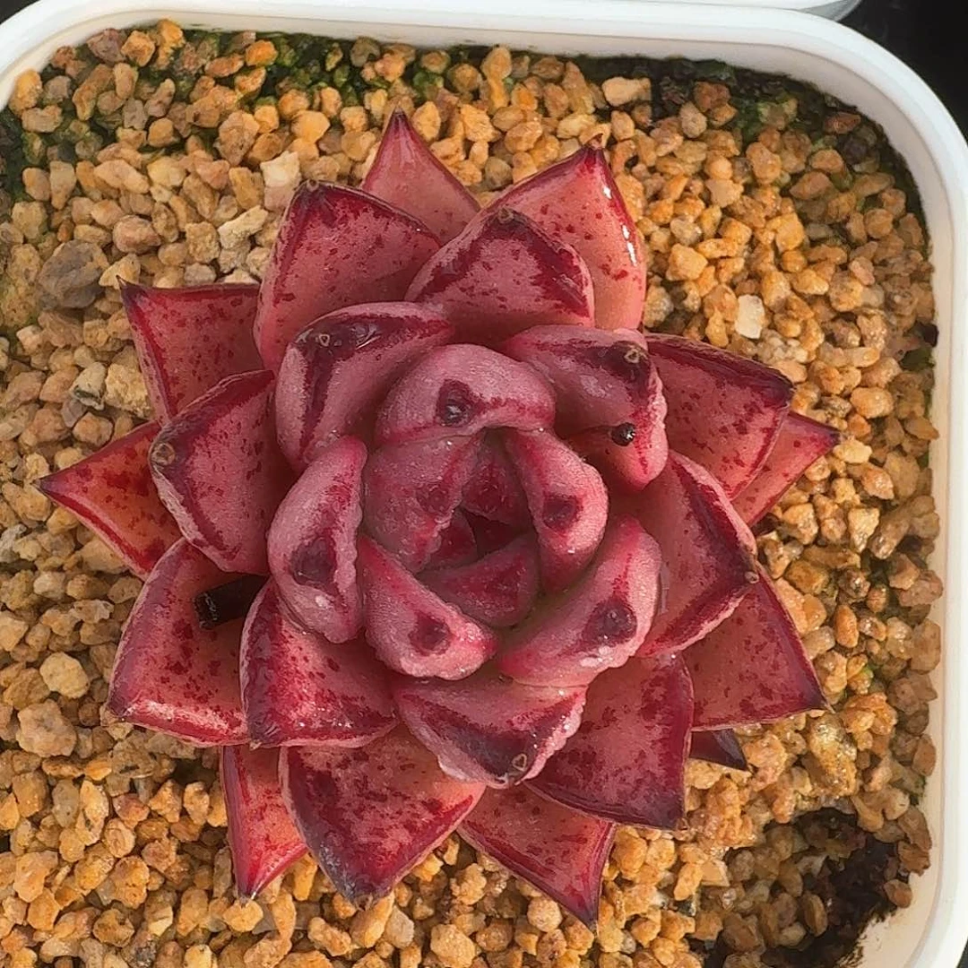 从前慢多肉编号血乌木小号