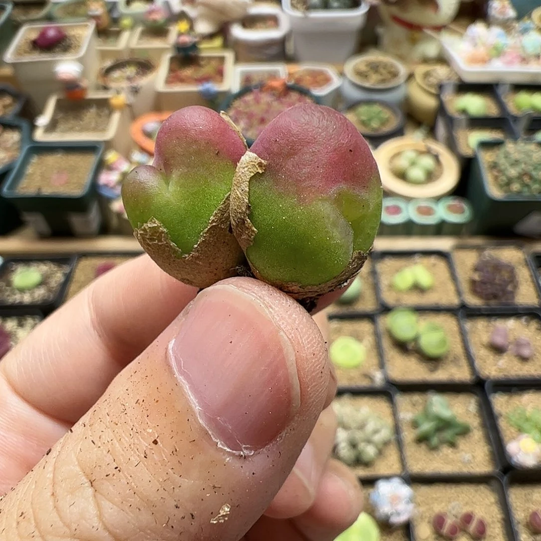 【闪购商品】122 缀