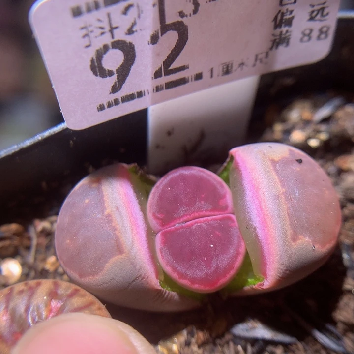 精品生石花213.92紫菊
