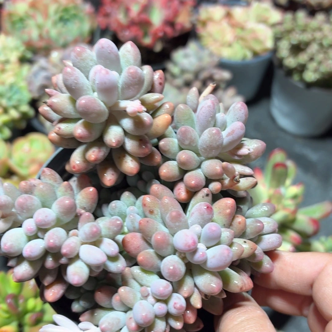 婴儿手指多肉整群11㎝盆