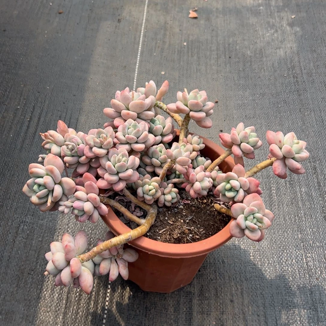 闪购2飘枝老桩红洛神