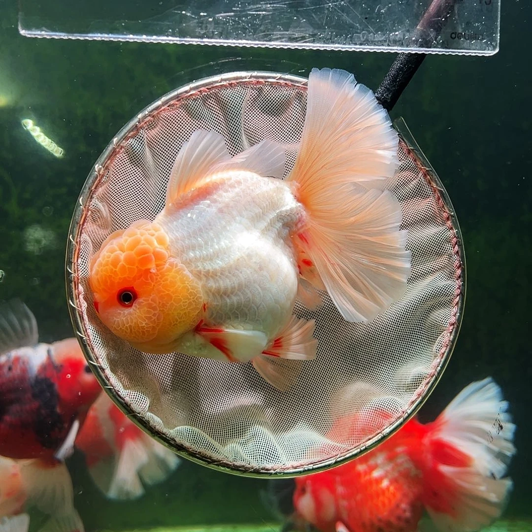 金鱼百褶泰狮冷水金鱼