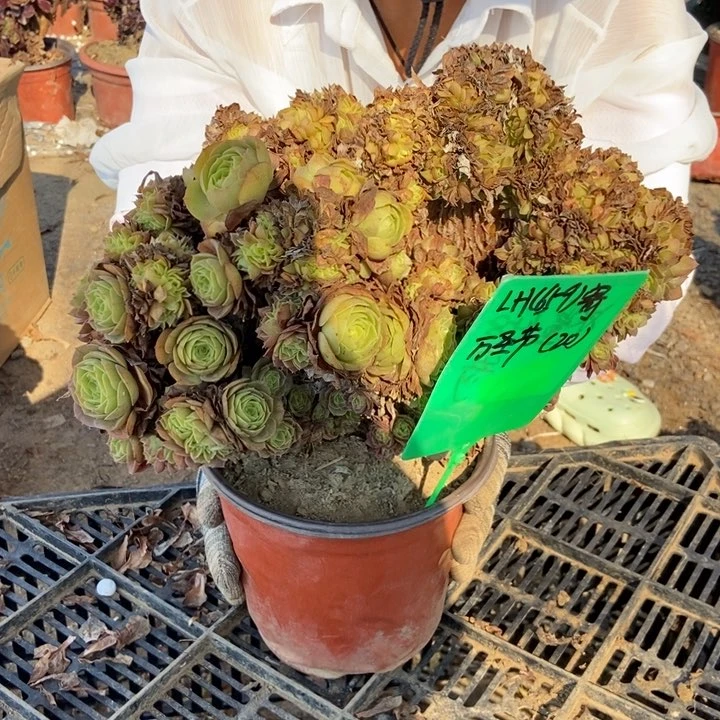 L***H659万缀化老桩老桩老桩